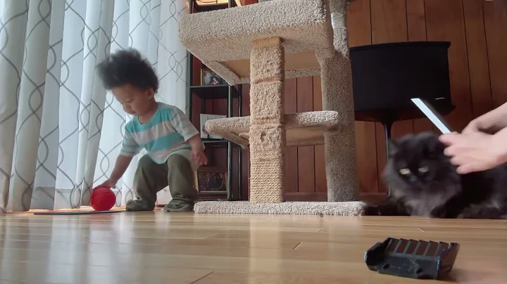 Watch the video about PERSIAN CAT HAIRCUT WITH MAKULIT NA BABY KENDRICK #nestyle #cat #viralvideo