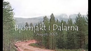 Björnjakt i Älvdalen 2023