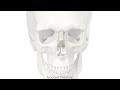 Anatomy Standard for Viscerocranium: Nasal Bones