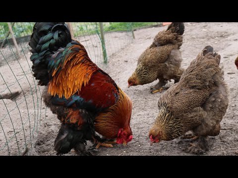 I dont know if has any more beautiful Brahma that I have? Brahma Chicken - Animals
