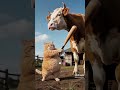 #O GATO E O OVO DE DINOSSAURO #SI ESCREVE NO CANAL #CURTE #COMENTA #COMPARTILHA