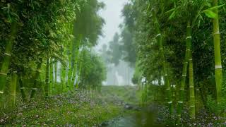 The sound of rain falling in the bamboo forest for 15 minutes