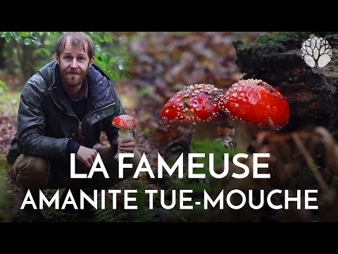 Vidéo: Champignon vénéneux - amanite tue-mouche panthère