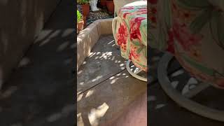 Lizard vs. Mantis