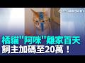 阿咪你在哪？橘貓"阿咪"離家百天 主人懸賞8萬找不到 飼主懸賞金加碼至20萬！｜三立新聞LIVE