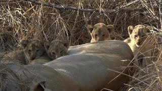 SafariLive Aug 23 Four cubbies for Nkuhuma lioness Amber!!