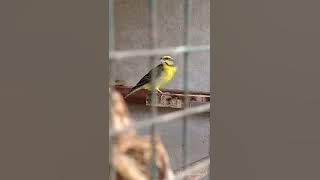 masteran durasi pendek