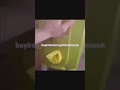 bayırdomuzugibiazdimamk