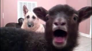 Skrillex & Kill The Noise - Recces (feat. Fatman Scoop)