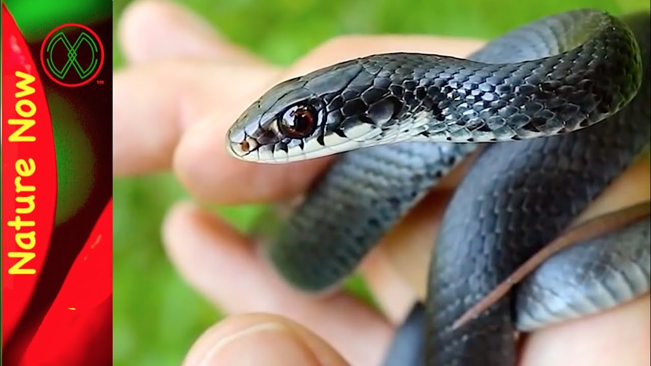 are rat snakes poisonous to dogs