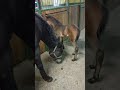 Foal and wheelbarrow accident - Mare gets really upset - Human mistake