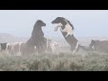 Wild wonders of america episode 17 wild horses of wyoming  of mccullough peaks by karen king