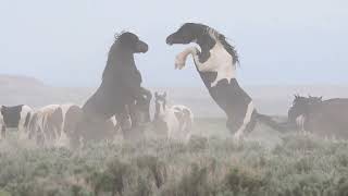 Wild Wonders of America Episode 17 "Wild Horses of Wyoming"  of McCullough Peaks by Karen King