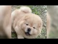 adorable fluffy puppies- cute fluffy dog breeds
