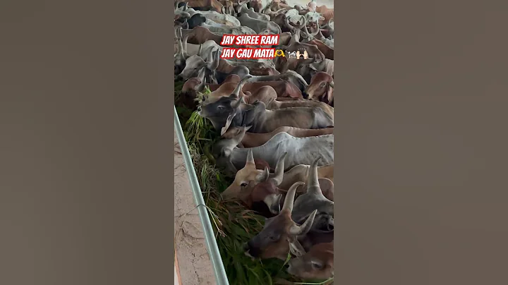 #cow #gauseva #sanatanhindu #jaygaumata #maa #animals #youtubeshorts #youtube #hindu #virelshorts