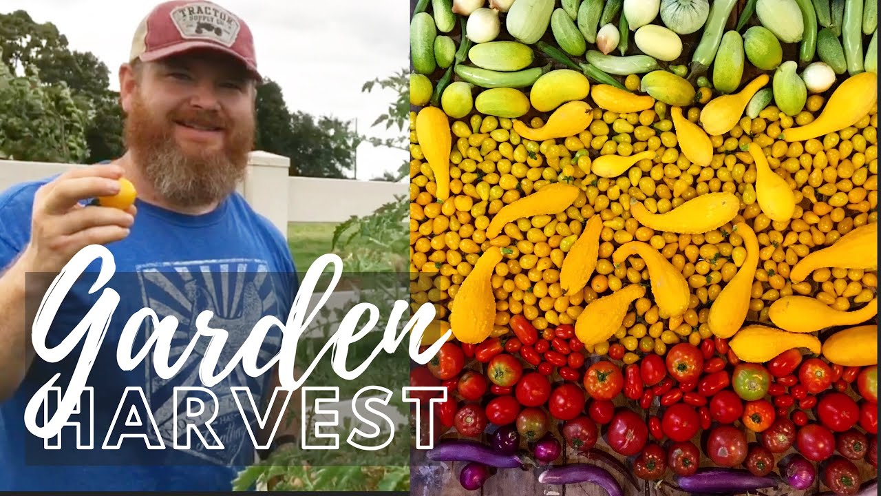 Texas Garden Harvest 3rd Week In June YouTube
