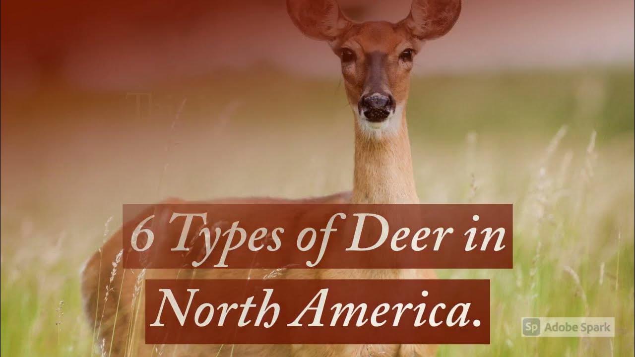 6 Types Of Deer In North America YouTube