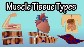 Muscle Tissue - Types Of Muscle Tissue - Structure Of Muscle Tissue