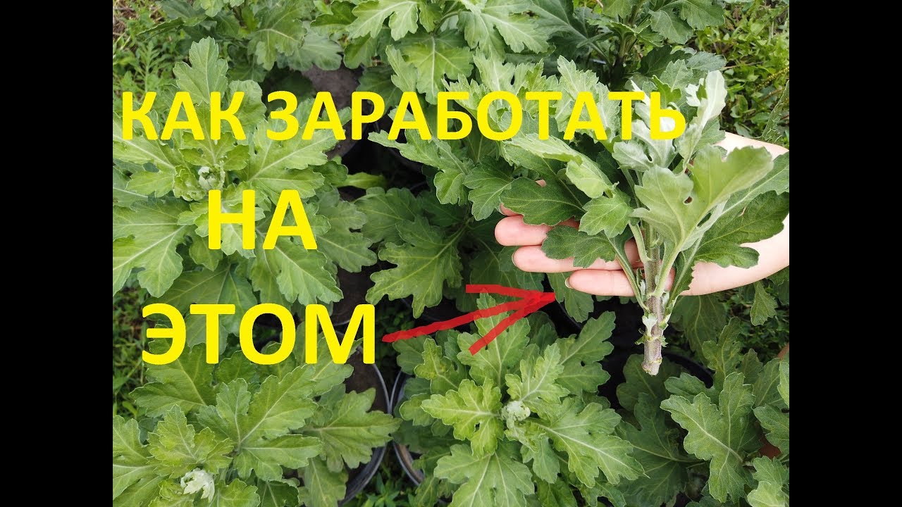 Размножение Хризантемы В Августе И Сентябре. - YouTube