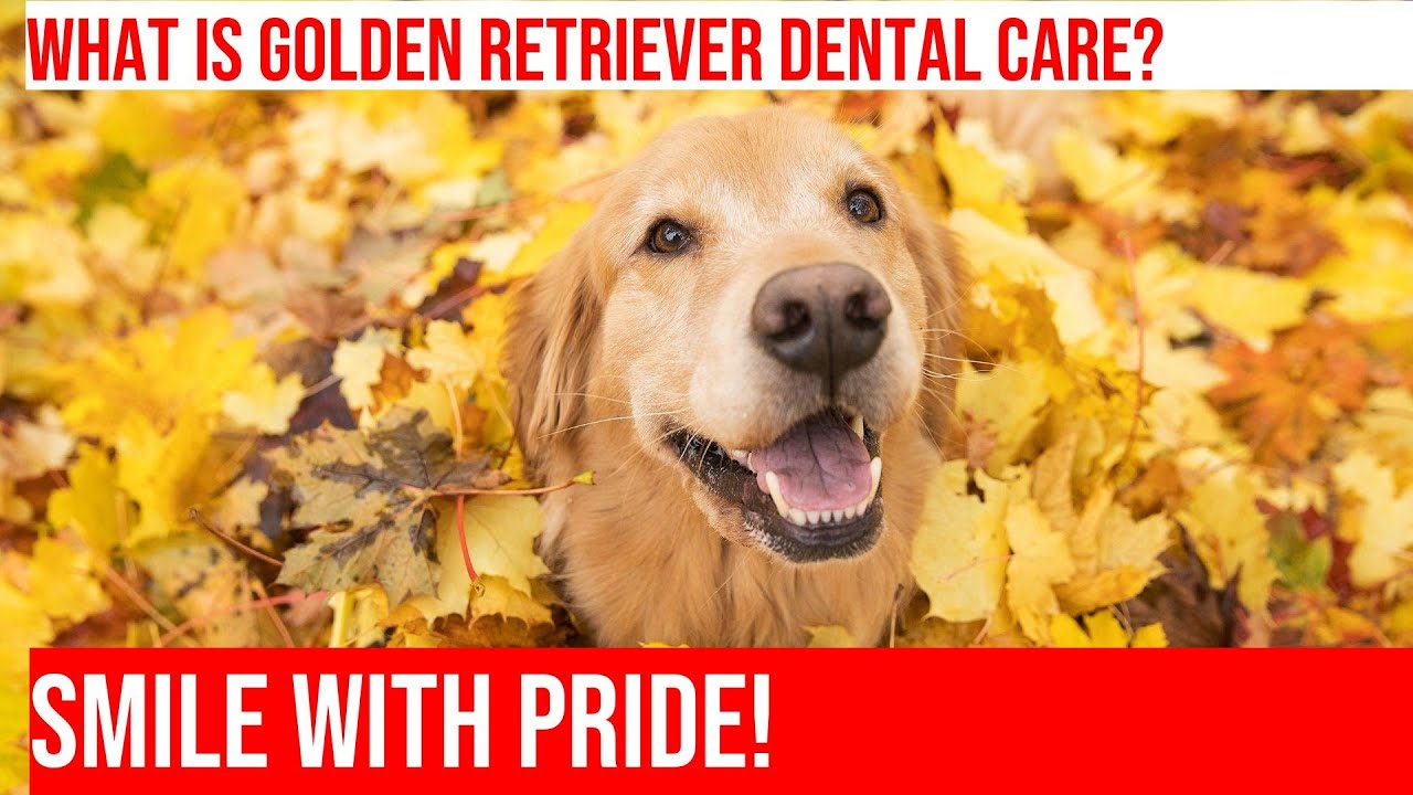 Golden Retriever Dental Care: Keep Your Dog's Smile Bright