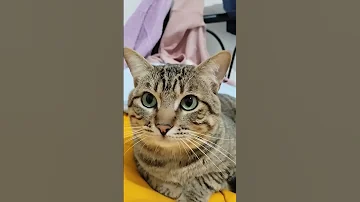 Lindo Cuepon Cat Kitten Animals Youtubeshorts Funil Funny 