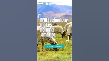 RFID technology makes herding smarter #rfidchip #cow #sheep #farming