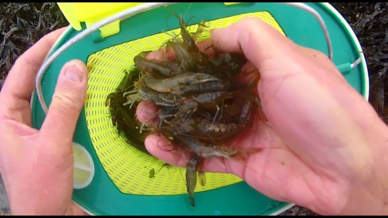 Catching PRAWNS with a Push Net, Cook, Prepare, and Eat Two Ways 