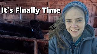 Selling Calves, Feeding Cows, and Bedding Sheep!