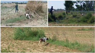 Amazing Quail Hunting in Pakistan | Quail Hunting with Net & Pointer Dog | Pointer Dog Hunting by Hunting Lovers 5,747 views 2 years ago 5 minutes, 21 seconds