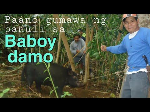 Video: Paano Manghuli Ng Baboy