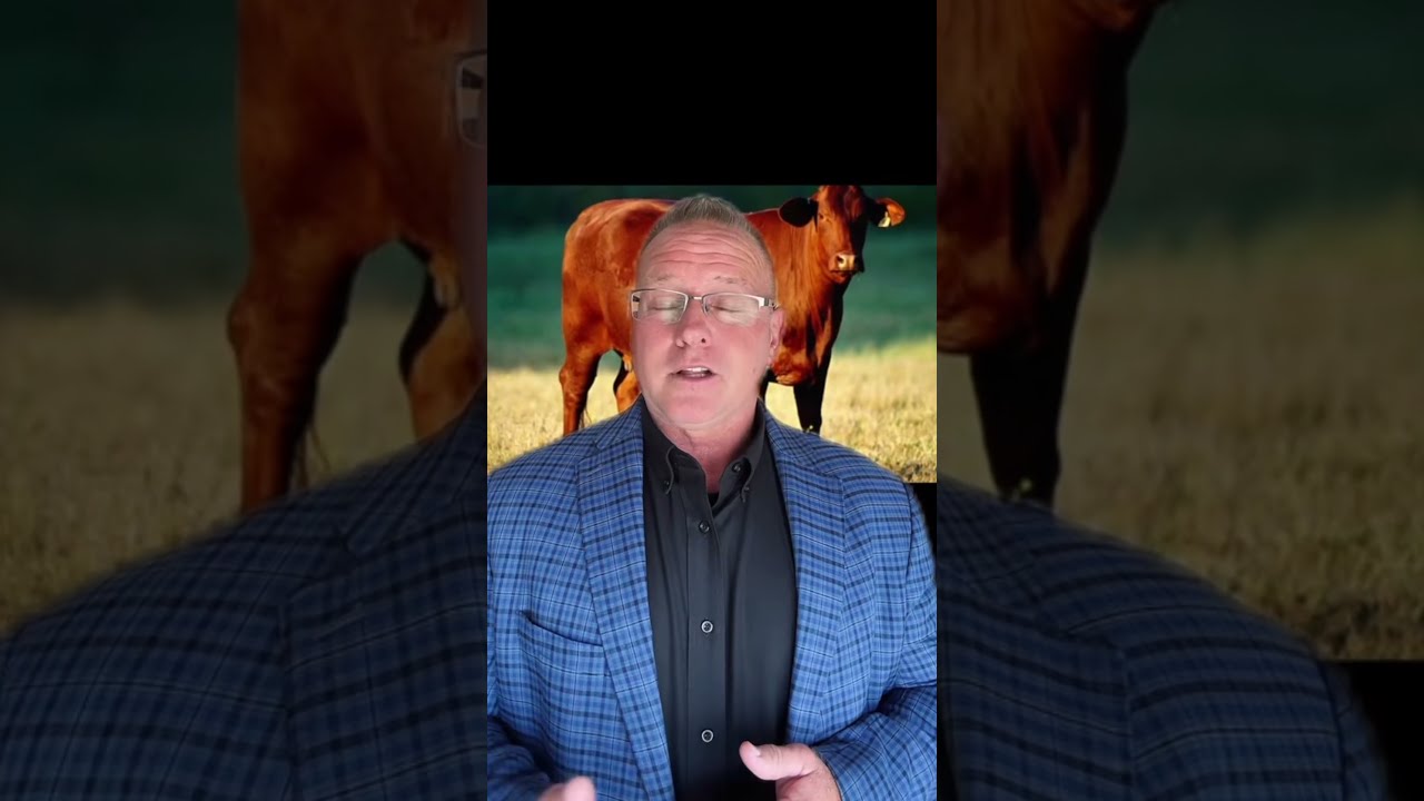 UPDATE ON THE RED HEIFERS IN ISRAEL Christianity Prophecy Endtimes Bible Revelation Redheifer