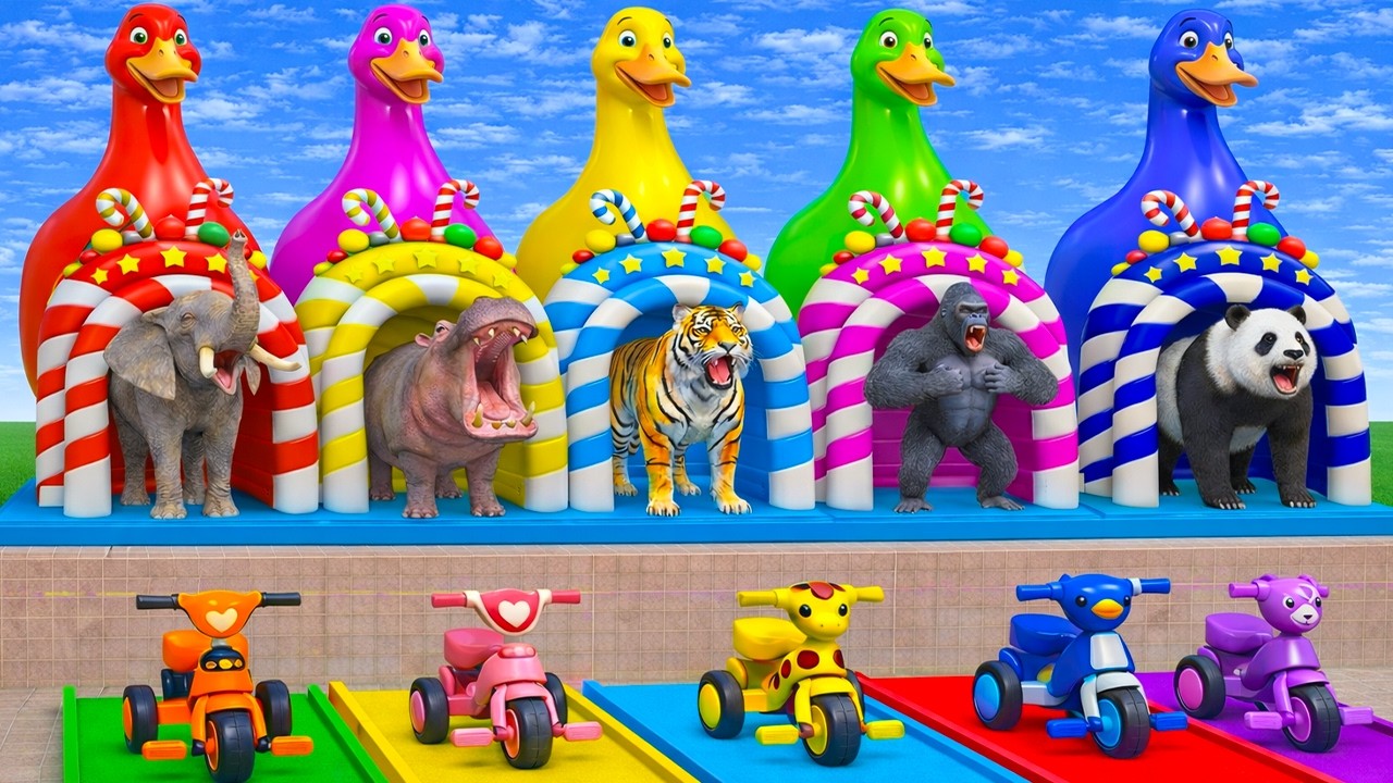 Long Slide Game With Cow Elephant Gorilla Hippopotamus Tiger - 3d Animal Game - Funny 3d Animals