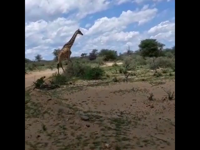 Namibia - Girrafe