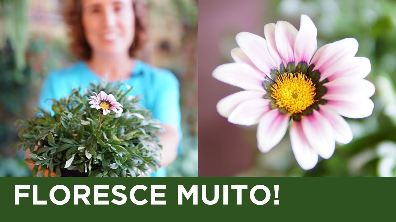 GAZÂNIA - FLORES COLORIDAS E VISTOSAS | Nô Figueiredo