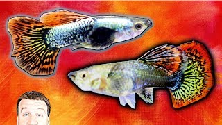 Super Dragon Dumbo Ear Fancy Guppy - New In The Fish Room