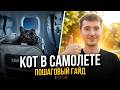 Как перевезти кота в самолете и поезде: пошаговый гайд и личный опыт