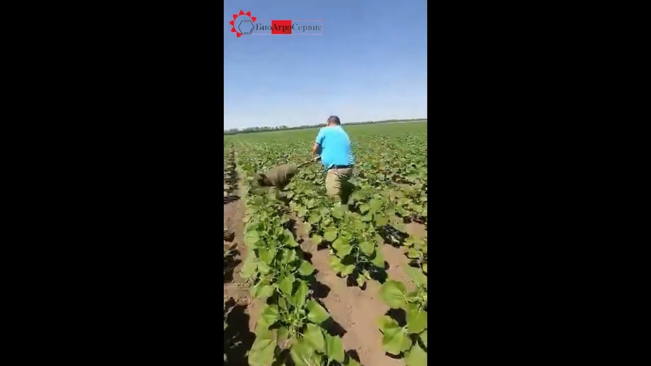 Эффективное применения препарата BioSleep BW на подсолнечнике.
