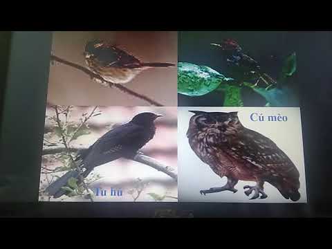 Tập đọc- Tuần 21 - Bài: Vè chim