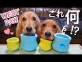 【犬のおもちゃ】早食い防止の知育玩具でおやつを食べる ASMR dog toy