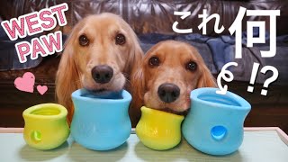 【犬のおもちゃ】早食い防止の知育玩具でおやつを食べる ASMR dog toy