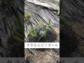 タネからピノガール　育成