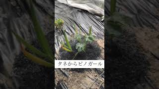 タネからピノガール　育成