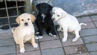 Cute Homeless Puppies Playing Together