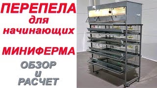 Перепела для начинающих-миниферма