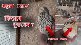 কোয়েল পাখি ছেলে ও মেয়ে চেনার উপায় | Quail bird is a way to Male or Female | Mostakim Agro