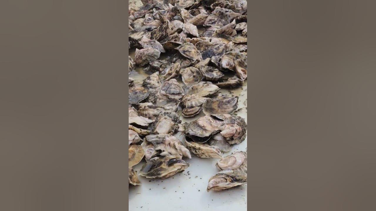 Maine oysters (Mere Point #Oyster #Harpswell #Maine) - YouTube