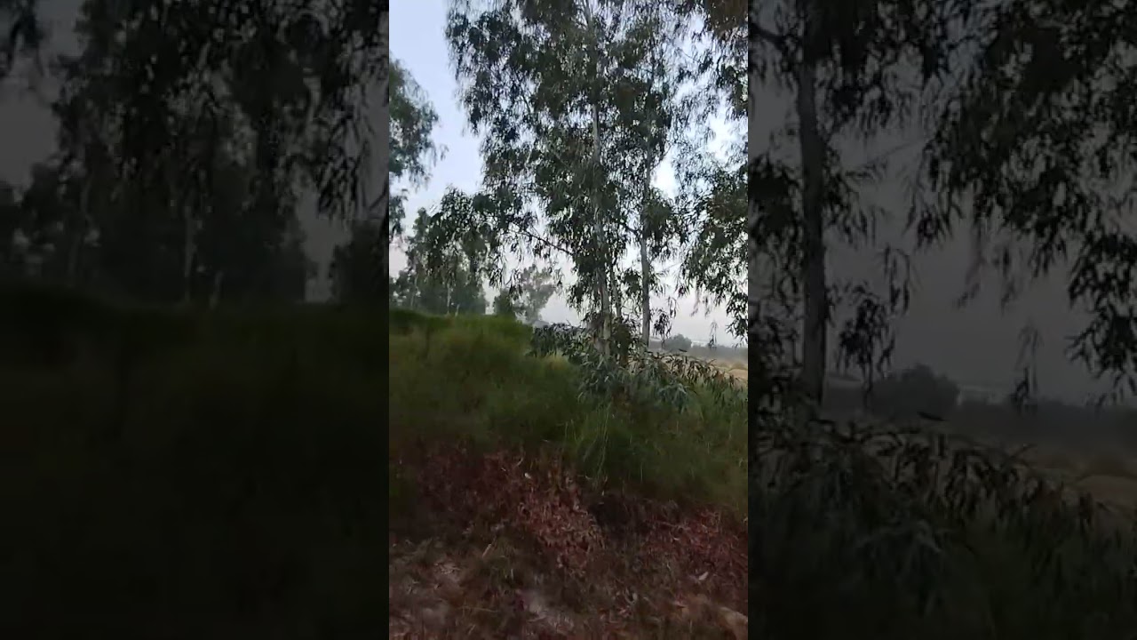 HORTICULTURE AND GARDENING |   