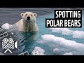 How to spot a polar bear | WWF