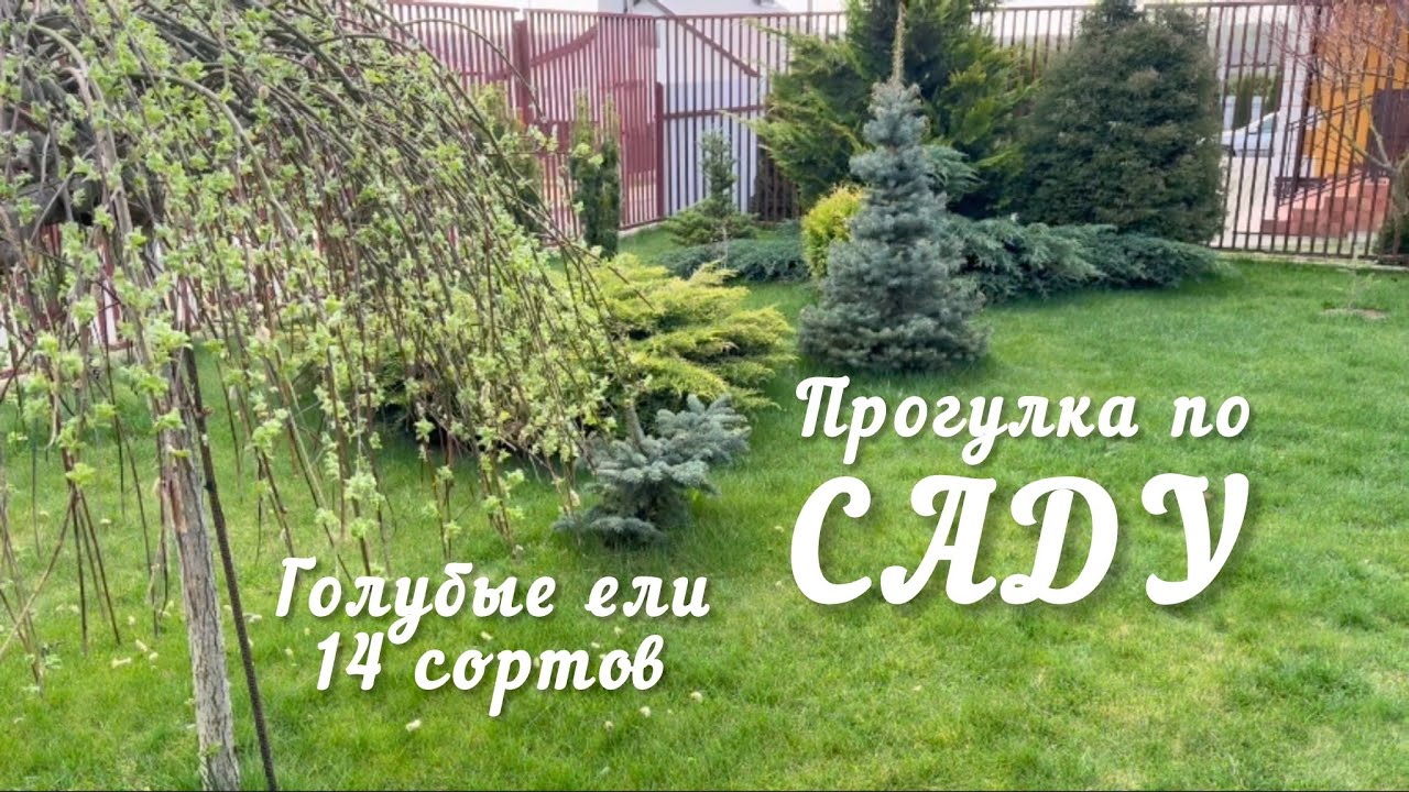 Прогулка по САДУ среди голубых елей! Апрель 2025