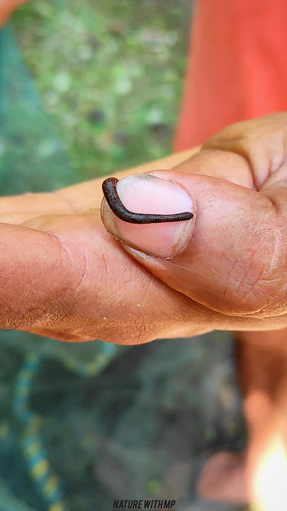 Leech on hand 😨 #shorts #leech #insects #acapella #seashanty #worms